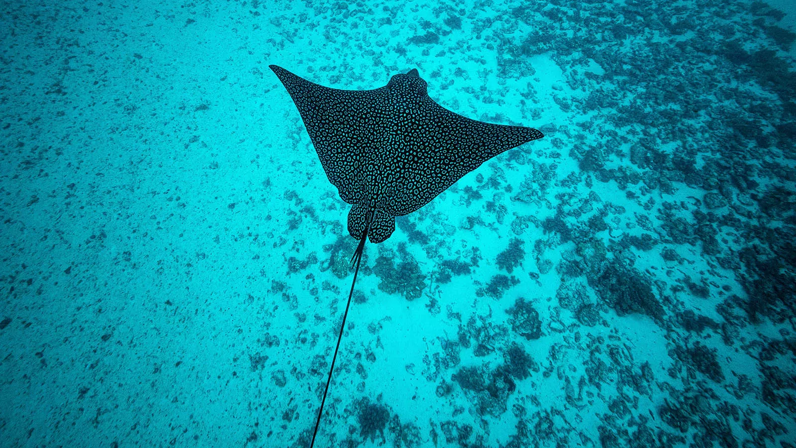 Cкат-хвостокол