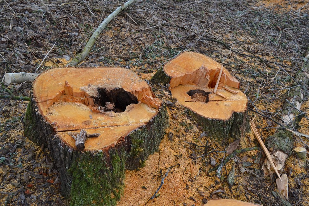 В Шарташском лесопарке убрали деревья на площади 152 гектара