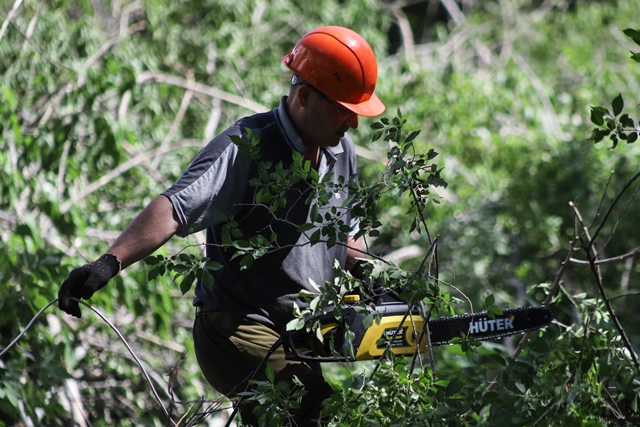 Рабочие вырубали деревья без разрешительных документов