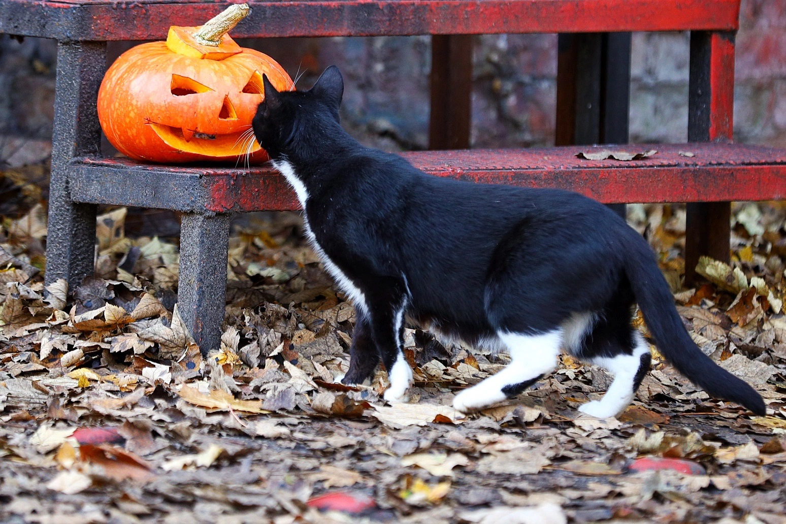 Александр Подгорчук