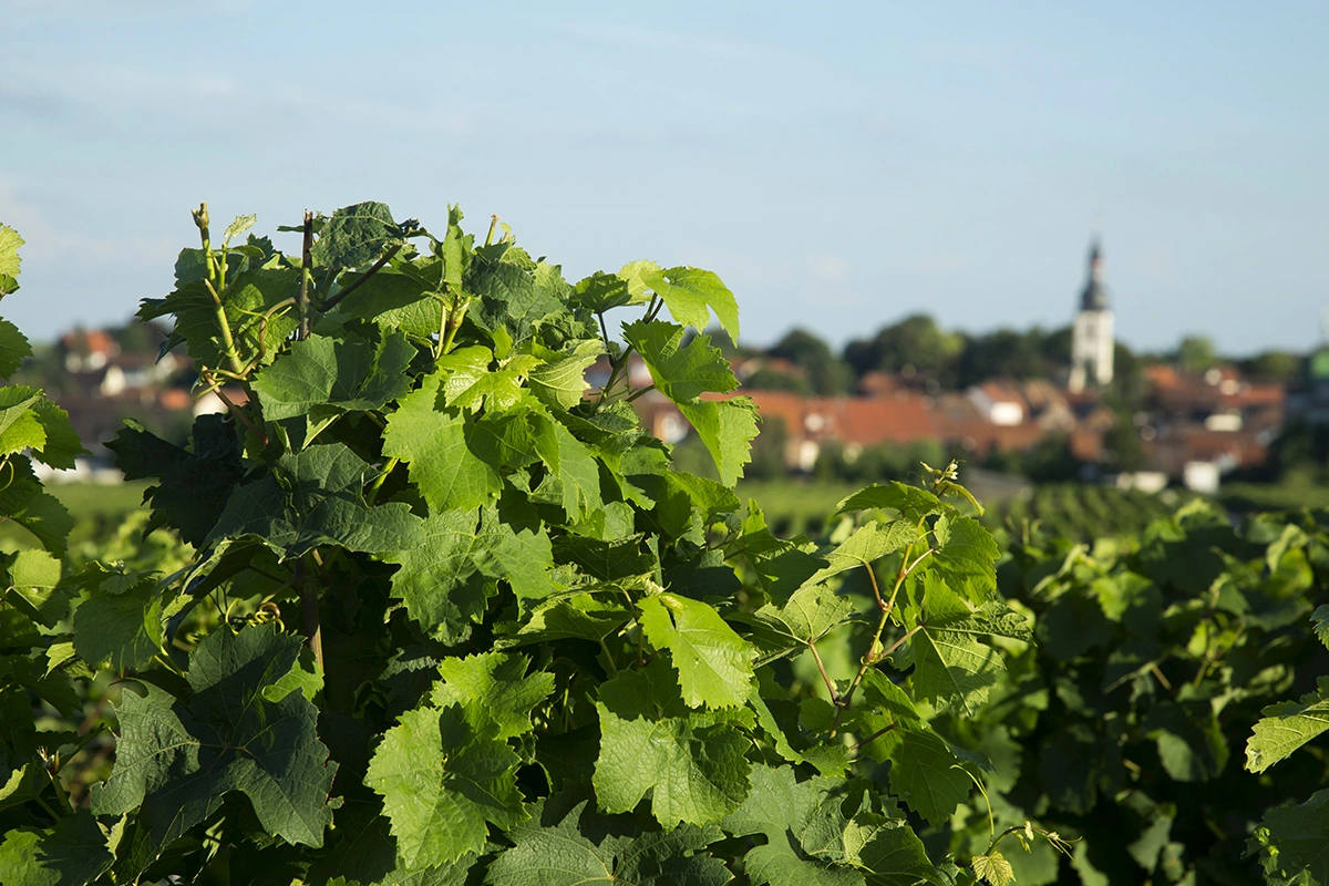 Аппелласьон Saint-Amour AOC