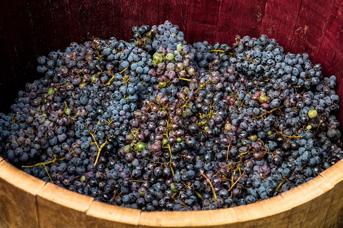 Виноделы не могут повышать крепость вина больше чем на 1,5%