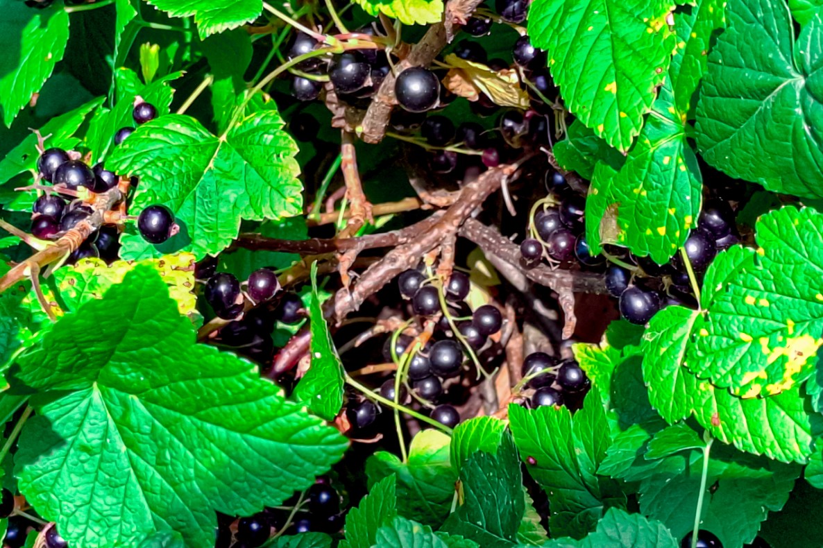 Фото: Любовь Яроцкая / URA.RU