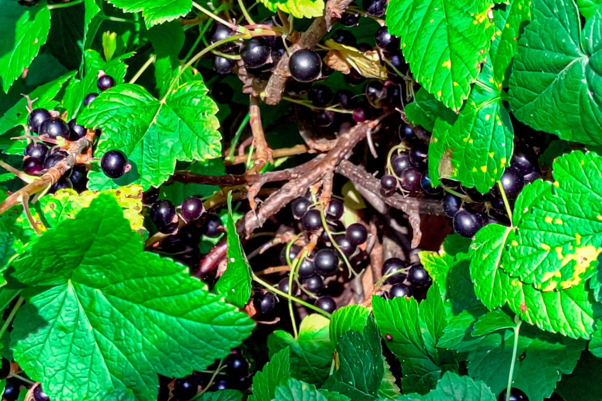 Любовь Яроцкая / URA.RU