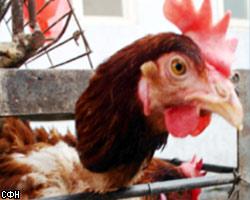 Житель Бельгии привез птичий грипп из Турции в Брюссель