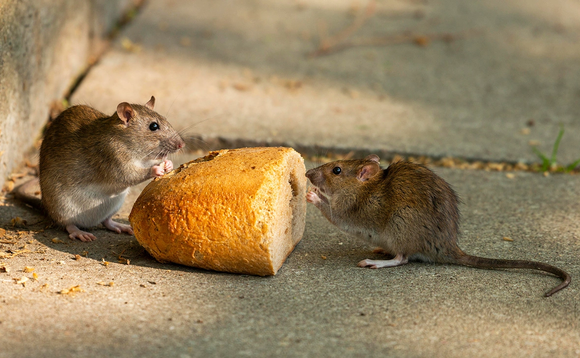 Frank Sommariva / imagebroker.com / Global Look Press