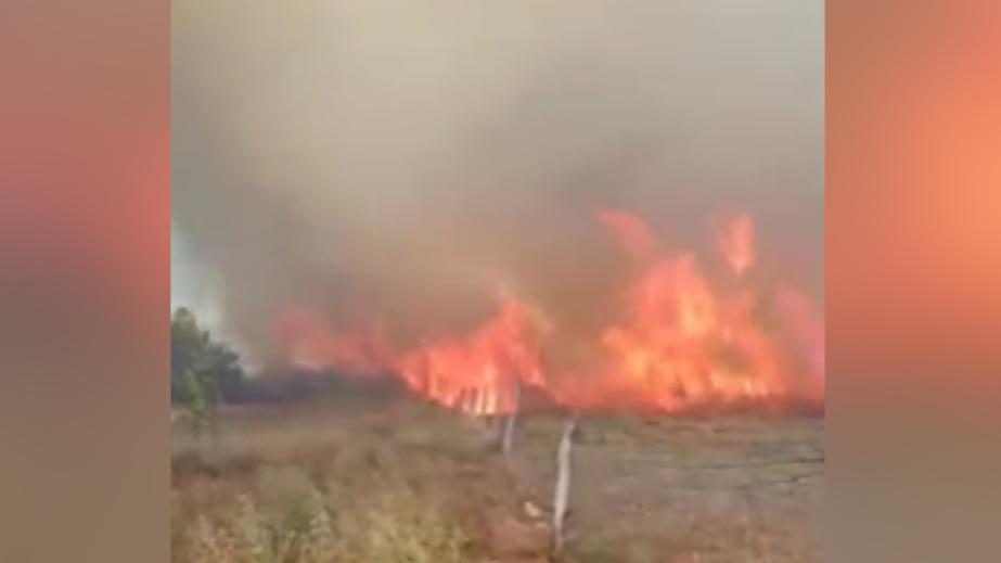 В Ростовской области загорелся камыш на 1500 кв. м. Видео