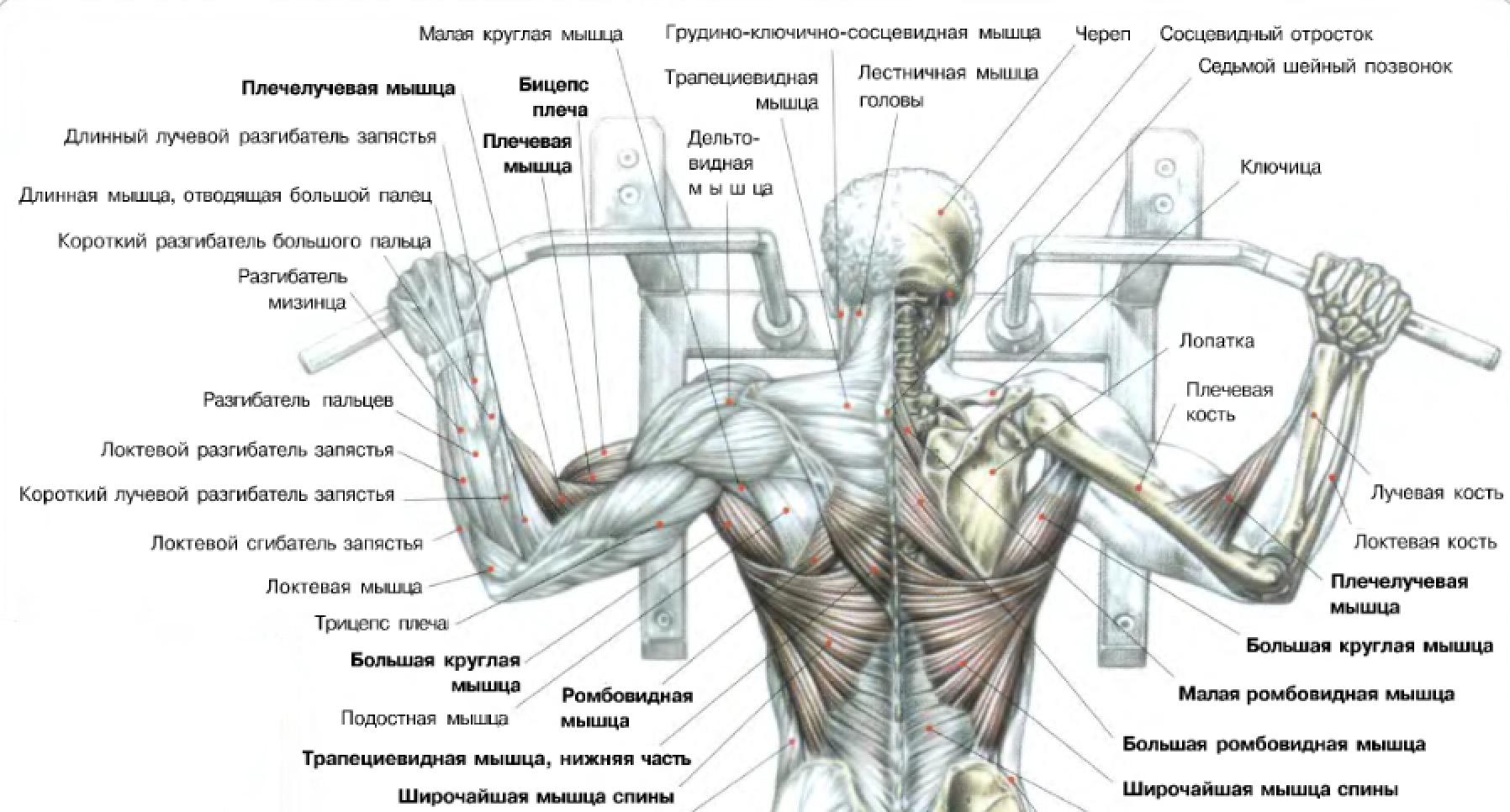 Фрагмент иллюстрации из книги Фредерика Делавье «Анатомия силовых упражнений для мужчин и женщин»