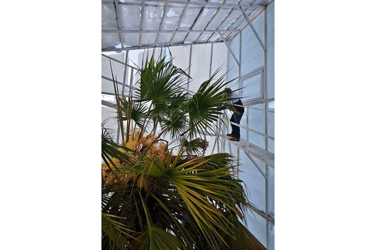 Цветение ливистоны южной