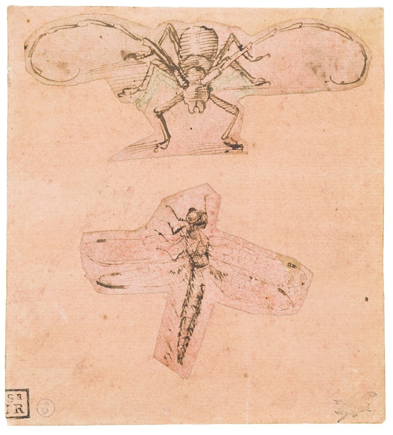 Леонардо да Винчи, рисунок жука-усача и стрекозы