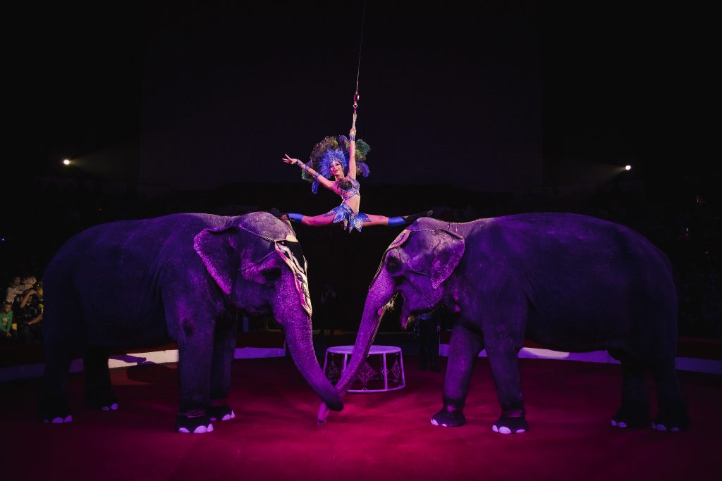 В цирке Казани после драки слонов изменят продажу билетов