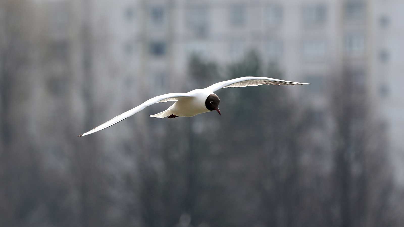 <p>Сотрудники факультета несколько месяцев изучали дрожжевые грибы в помете обычных сизых чаек</p>