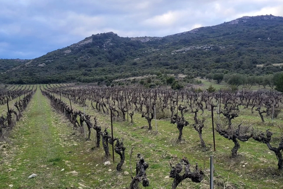 Винодельня получила награду благодаря своей сельскохозяйственной модели, которая основана на смешанном земледелии, регенеративном виноградарстве и технической автономии