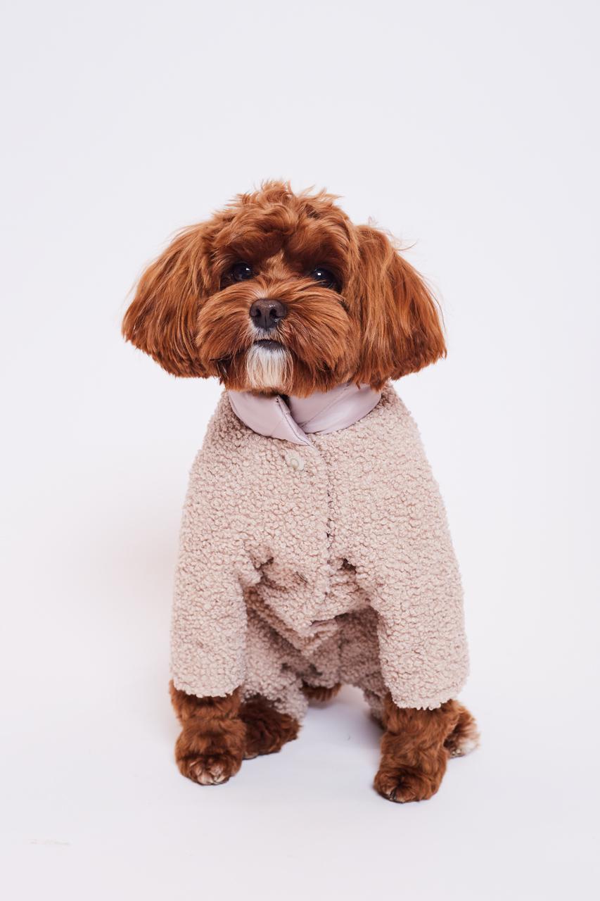 Фото: Hug me dog