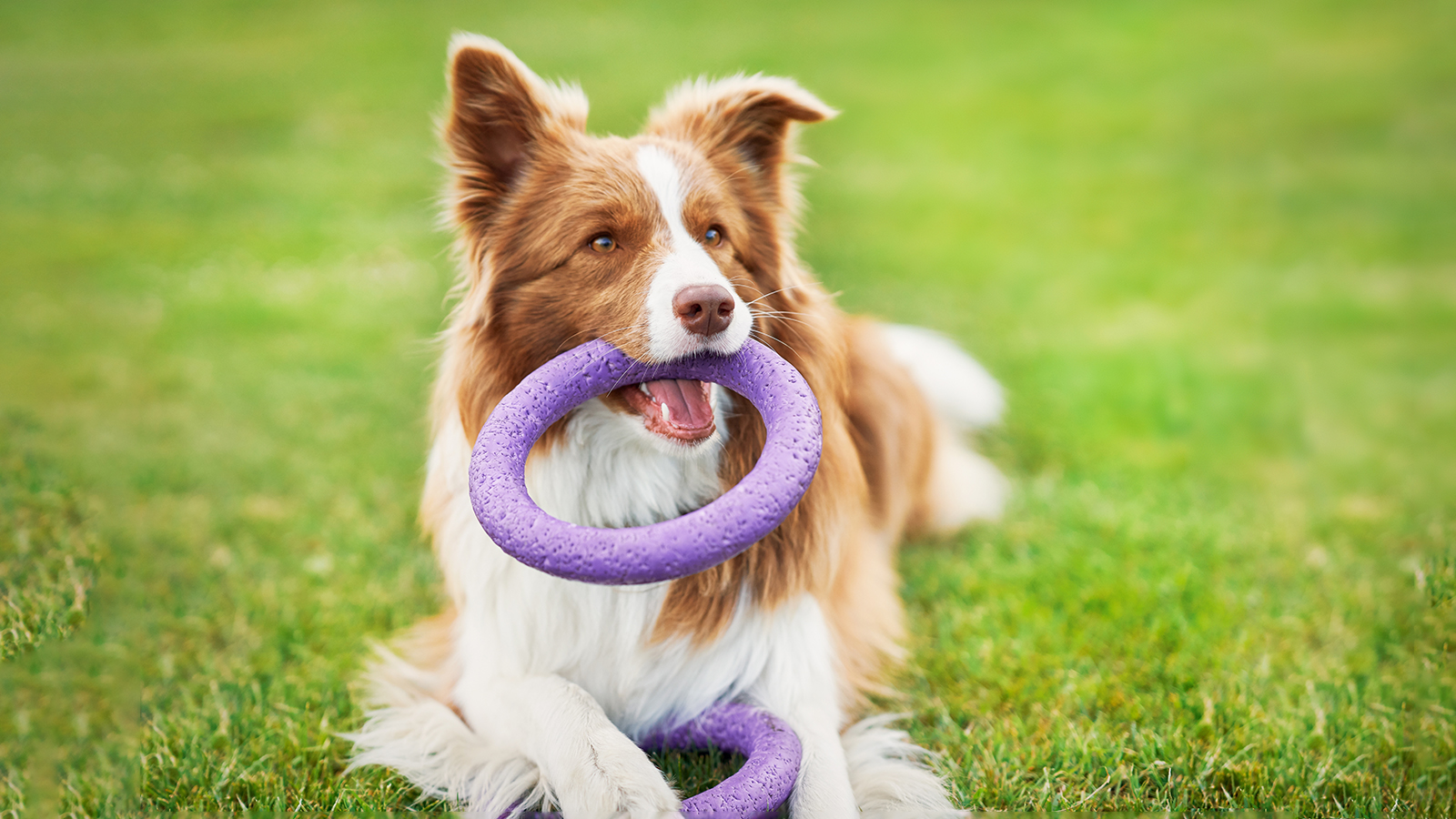 Бордер-колли