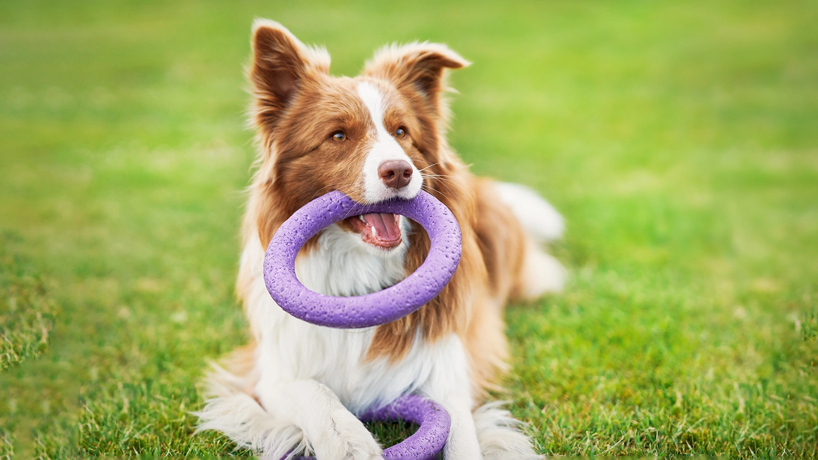 Бордер-колли