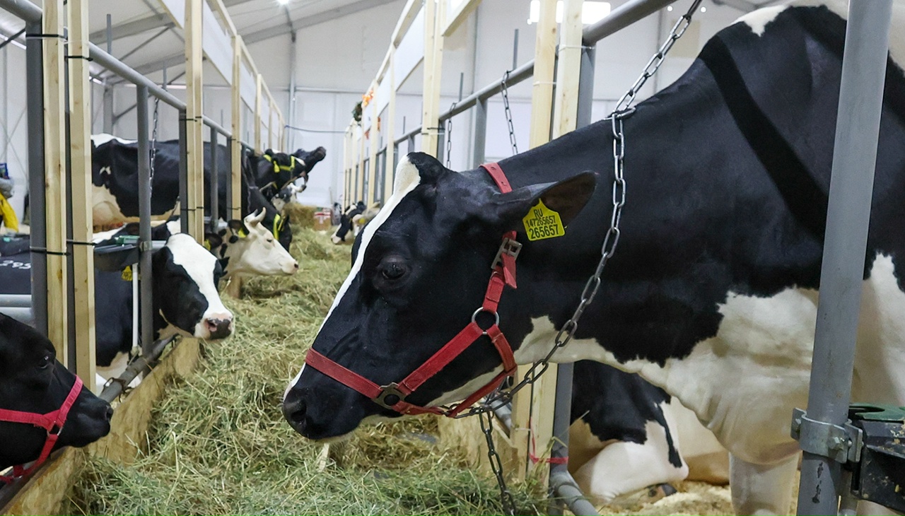 Фото: globallookpress.com, Алексей Белкин 