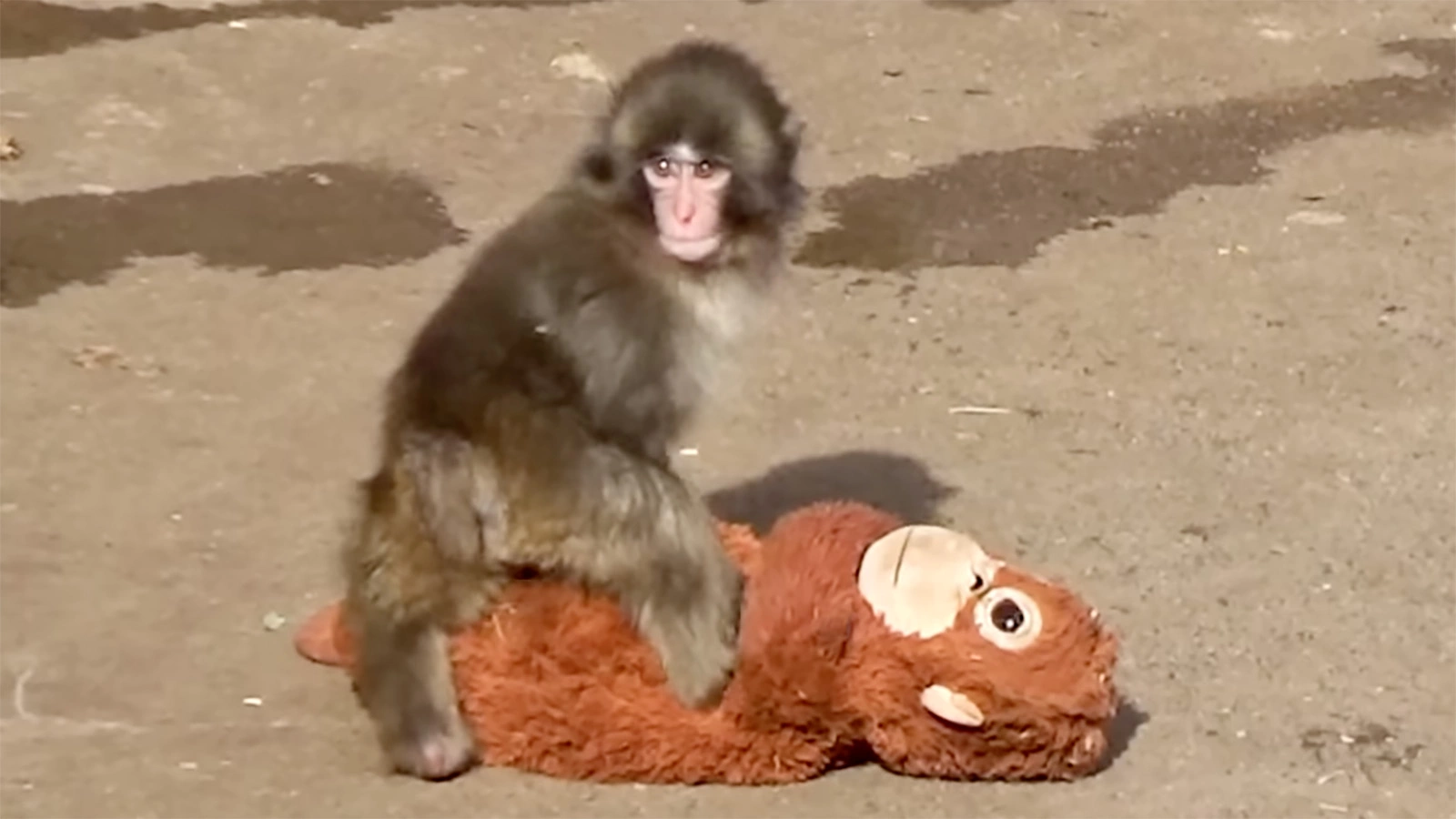 Макака Панч