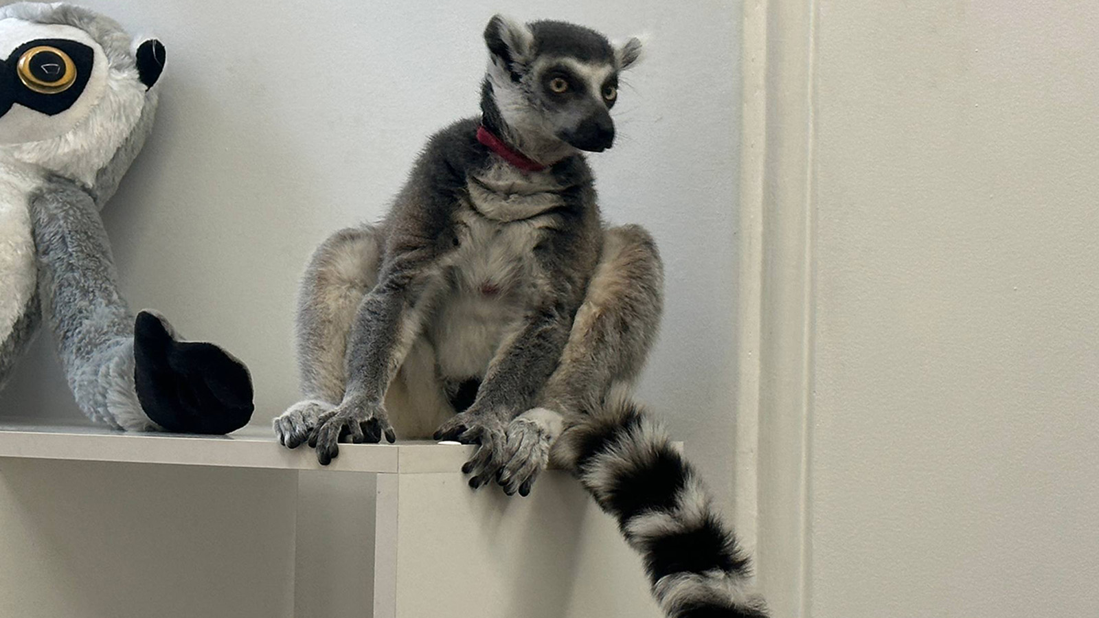 Кошачий лемур
