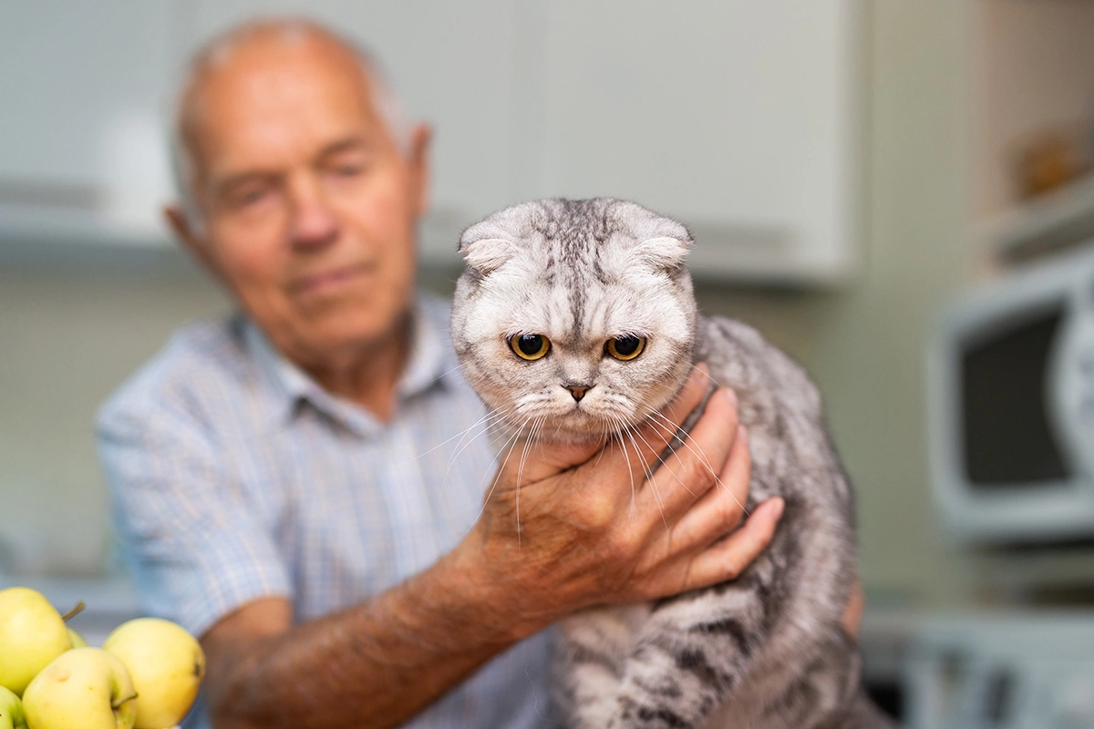 Шотландская вислоухая