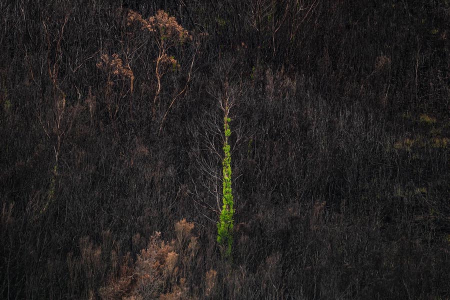 Победитель в номинации &laquo;Проект&raquo;. Серия фотографий &laquo;ASH&raquo; документирует беспрецедентные пожары в Тасмании (Австралия): на изображениях запечатлены такие районы как Харц-Маунтинс, национальный парк реки Франклин Гордон, Великие озера и восточное побережье Тасмании. В серии показана тонкая грань между выживанием и разрушением, а также возрождение жизни