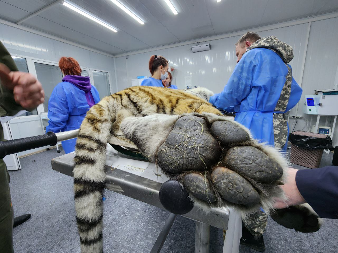 Фото: центр «Амурский тигр» 