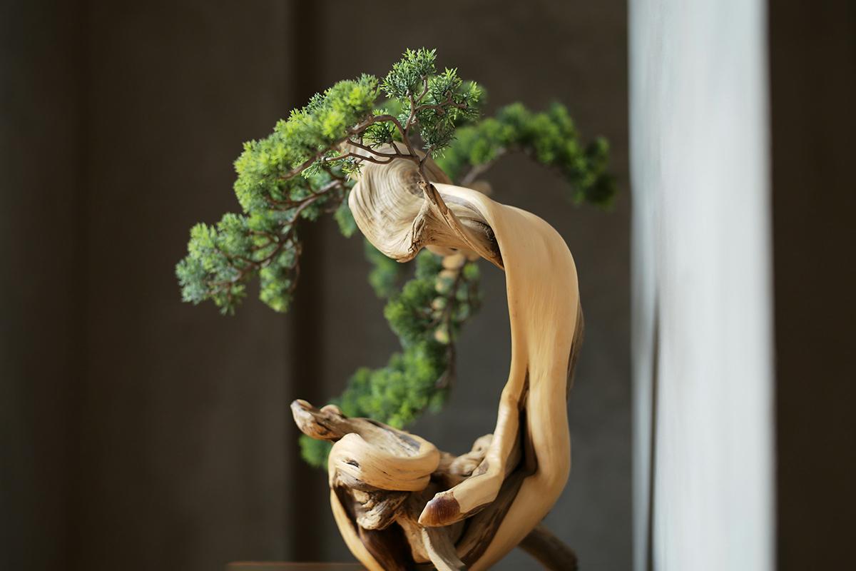 Японская эстетика держится на асимметрии: сосна, бонсай, драцена с выразительным изгибом ствола