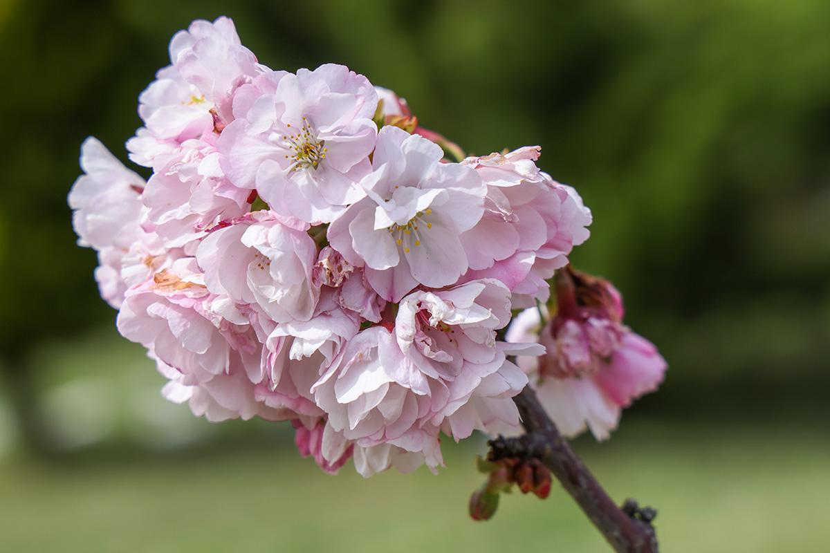 Цветение сакуры в парке «Дендрарий» в Сочи