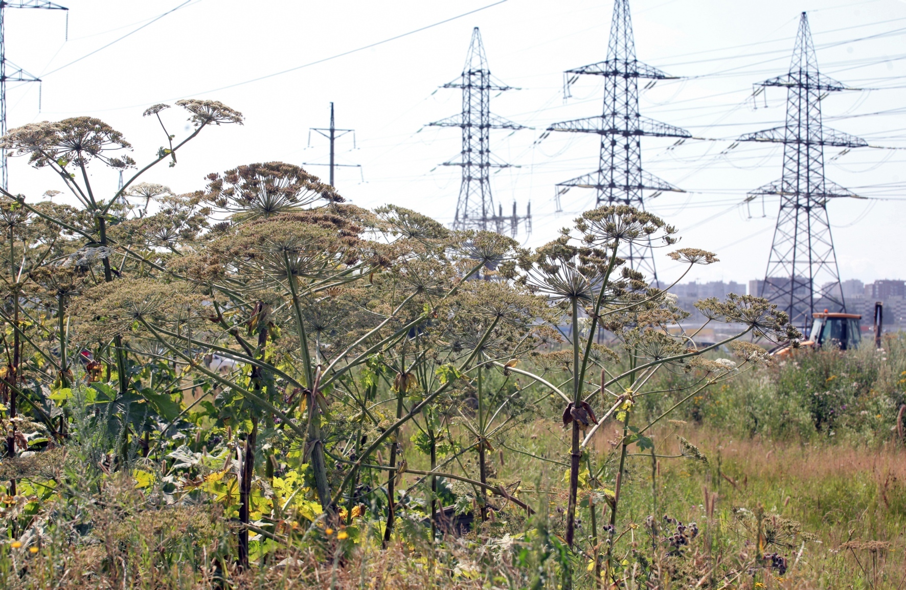 Фото: Пальм Елена / PhotoXPress.ru