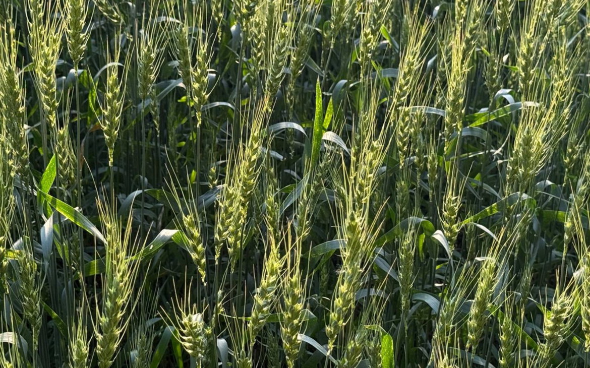 Фото: Татьяна Собослаи / Om1.ru