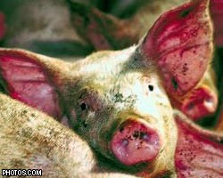 Вспышка чумы свиней в Подмосковье