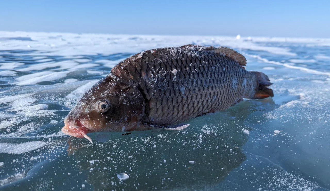 РБК Приморье