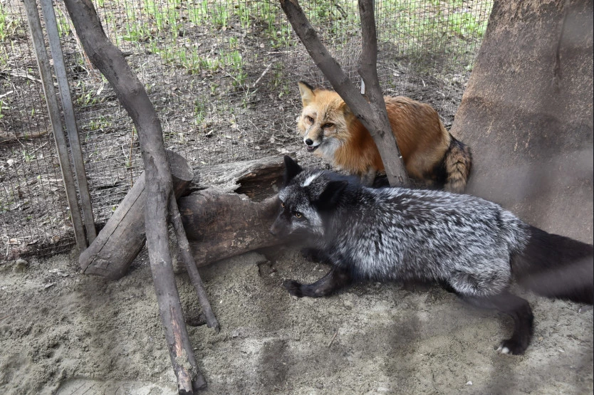 Пресс-служба правительства Новосибирской области