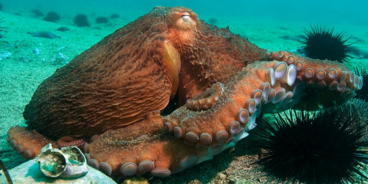 ФГБУ «Земля леопарда»