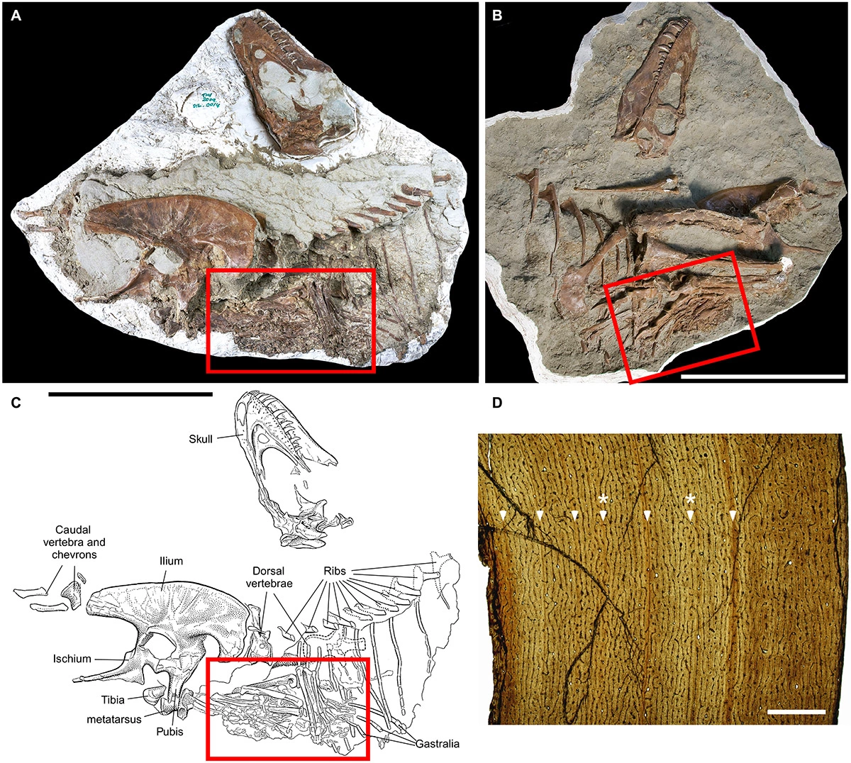 <p><br />
Содержимое желудка тираннозавра и укрупненный снимок останков детенышей</p>