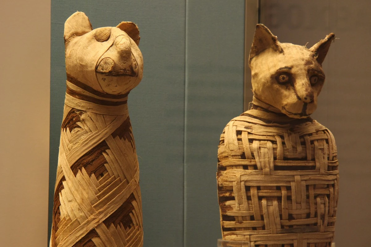 Египетские мумии животных