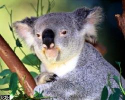 Тела сбитых коала будут служить предупреждающими знаками