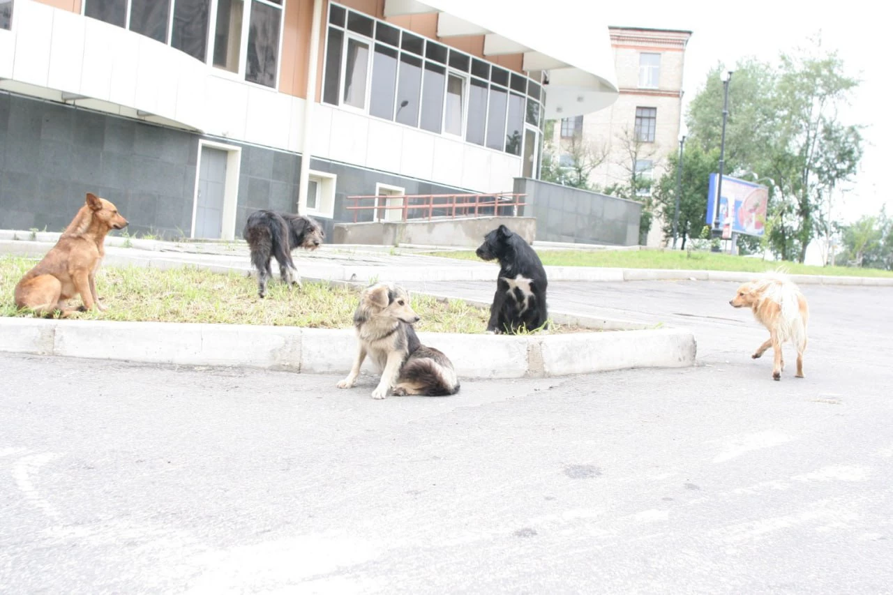 РБК Приморье 