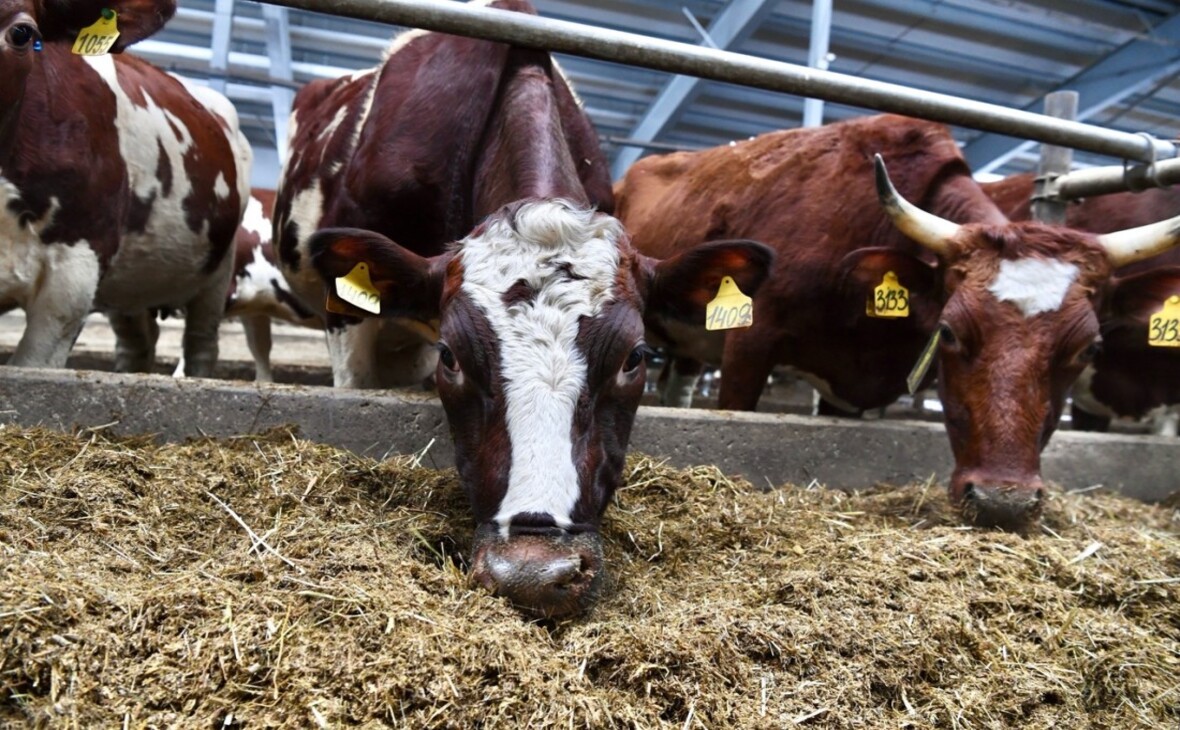 Фото: gov.karelia.ru 