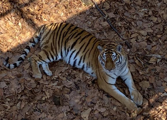 РБК Приморье