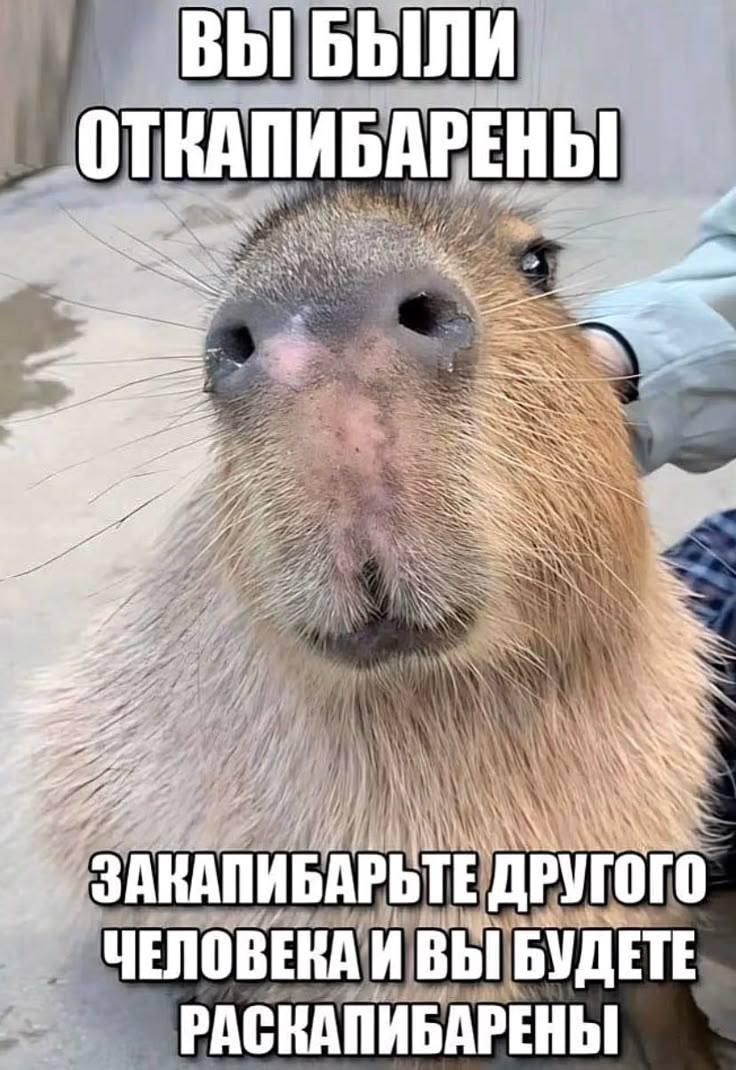 Капибары мотивируют наслаждаться жизнью