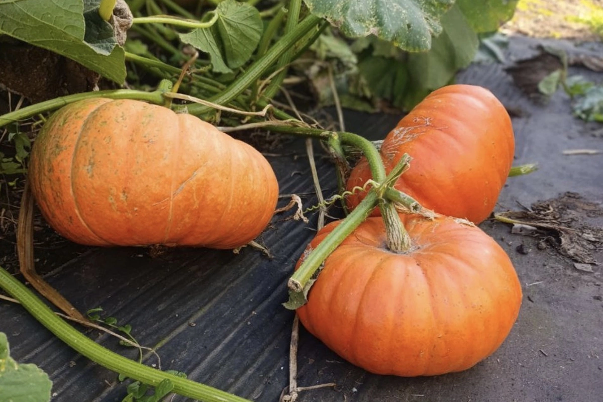 Собственноручно выращенными на огороде овощами могут гордиться не только жители южных регионов. В Кемеровской области, например, отмечают фестиваль, посвященный тыкве