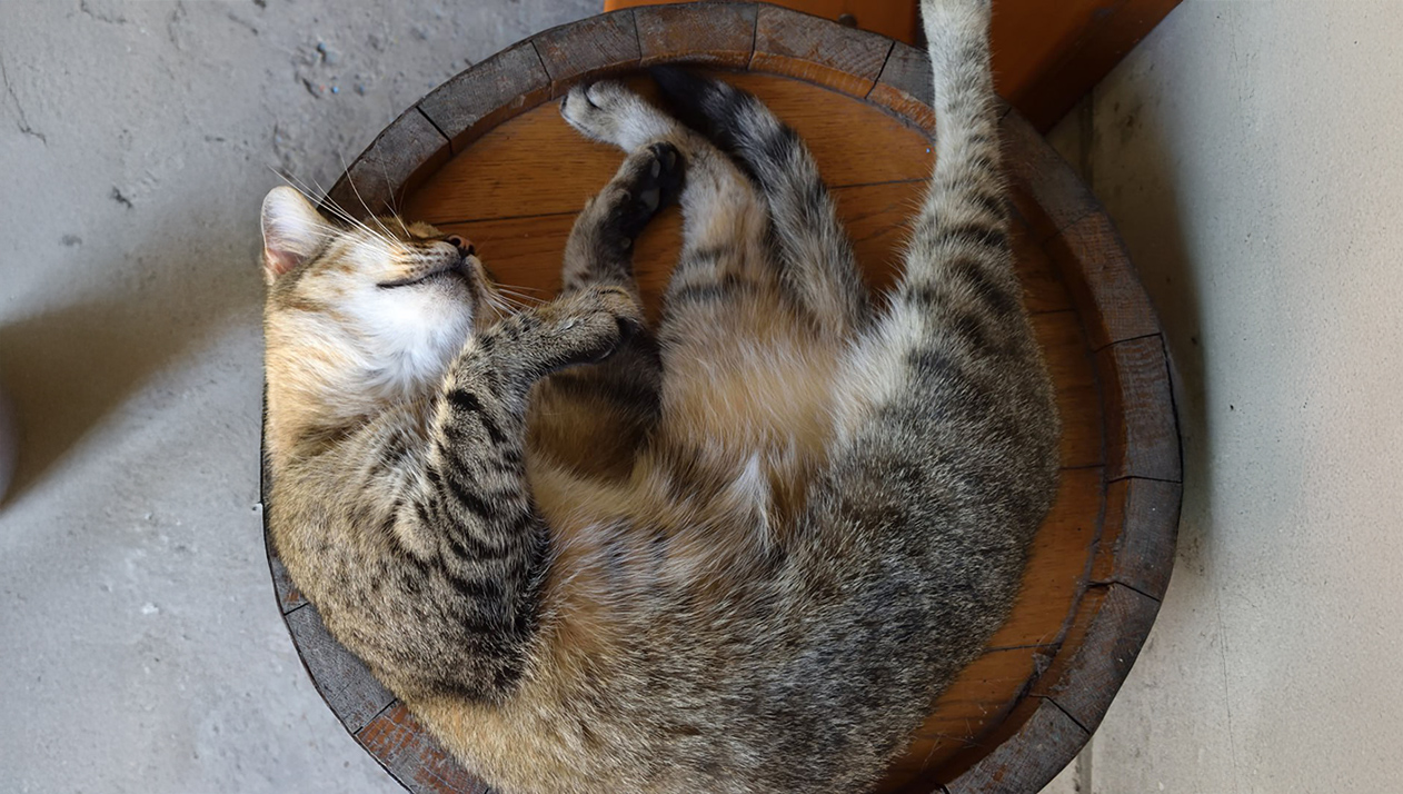 Коты, собаки, куры и ослик Моисей: животные на российских винодельнях