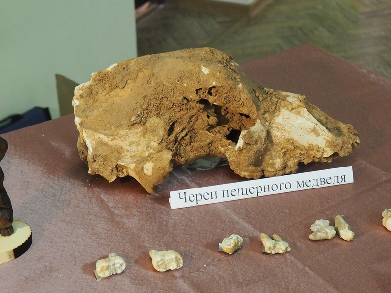 Еще одна уникальная находка &ndash; вместе с костями пещерного льва найдены кости пещерного медведя. Это малый пещерный медведь, такие находки &ndash; единичны.
