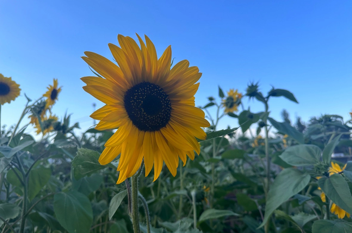 РБК Краснодар