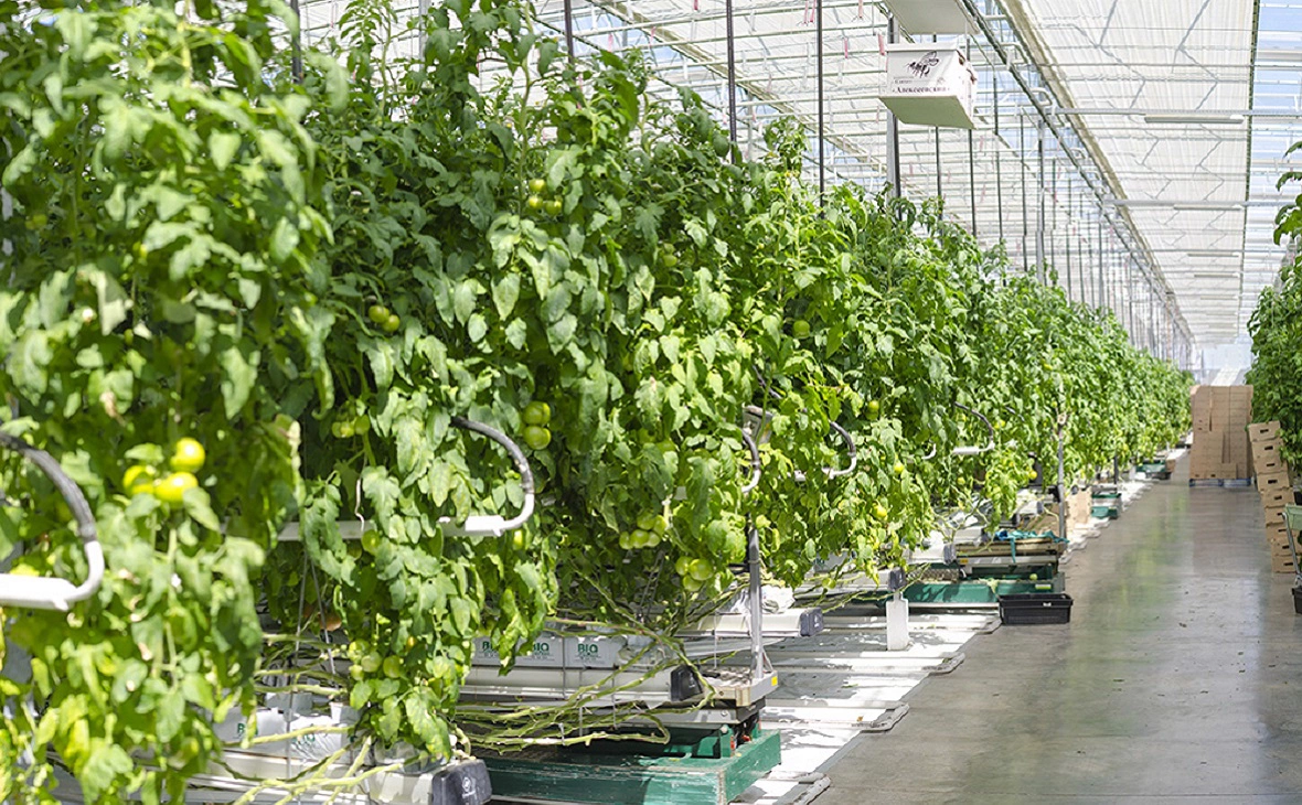 АПК "Алексеевский"