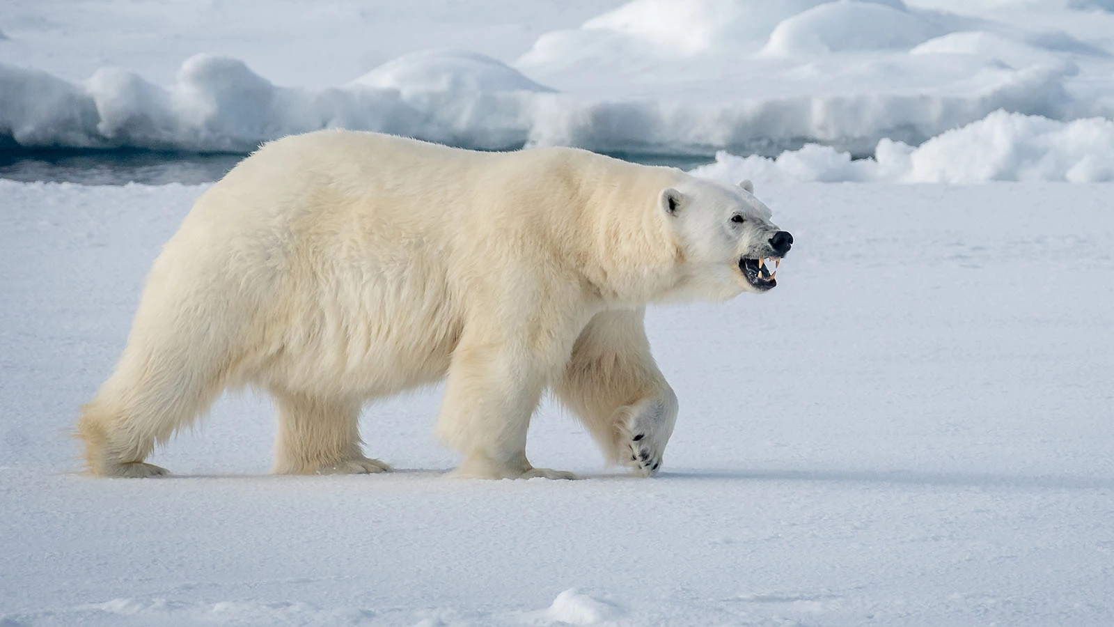 Сотрудник арктической станции в Канаде погиб при нападении белых медведей