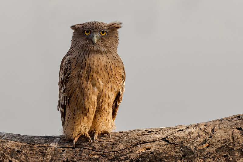 Фото: Красная книга России