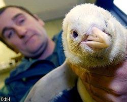 В Бристоле завелся пингвин-альбинос