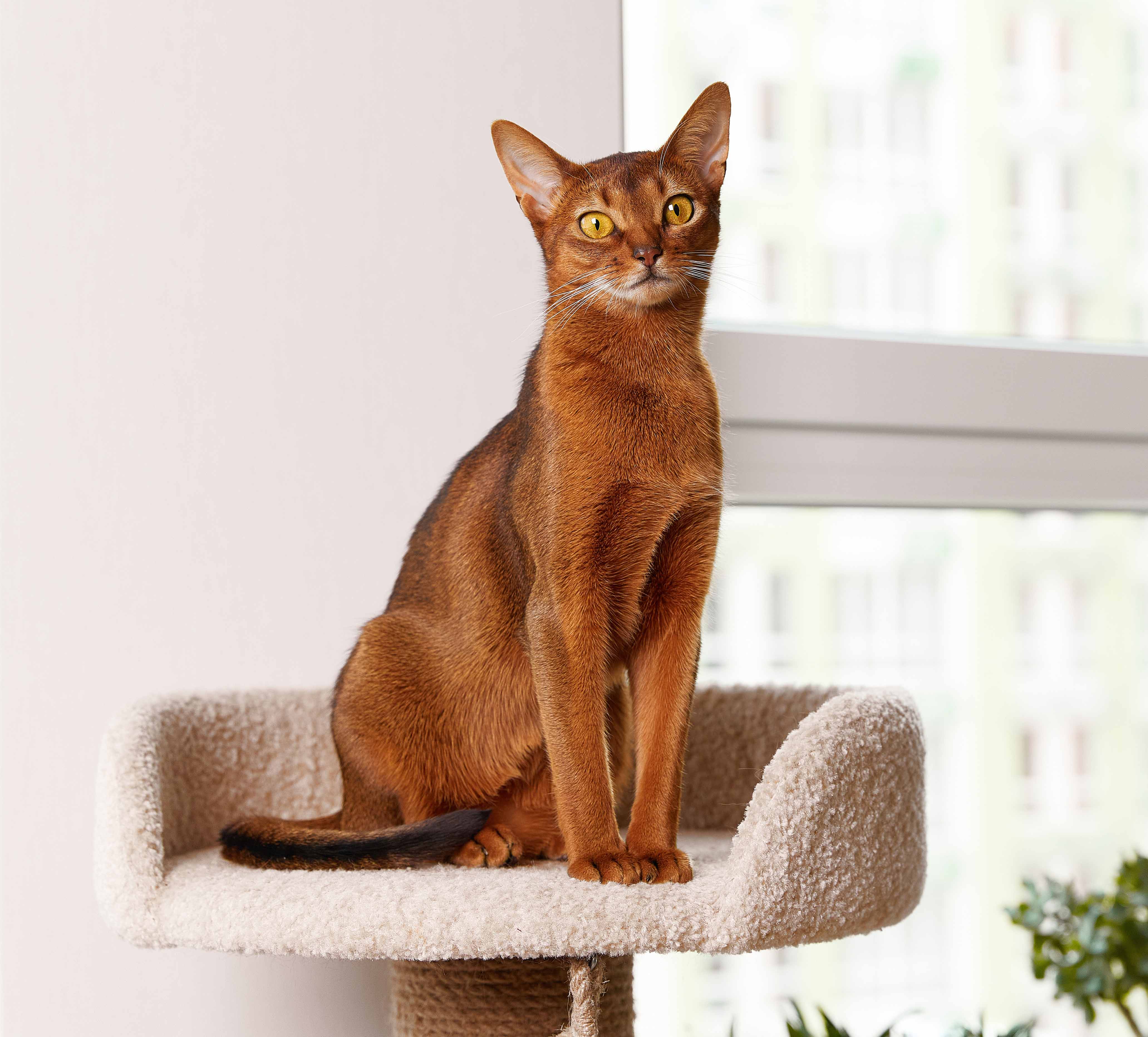 Портрет самой милой кошки - 5 самых обаятельных пород Портрет самой милой кошки: 5 самых обаятельных пород